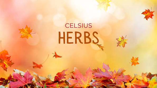 Ayurvedic herbs, turmeric powder, herbal tinctures and brass mortar on a rustic wooden surface